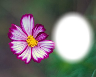 Imperfection-fleur-nature Fotomontasje