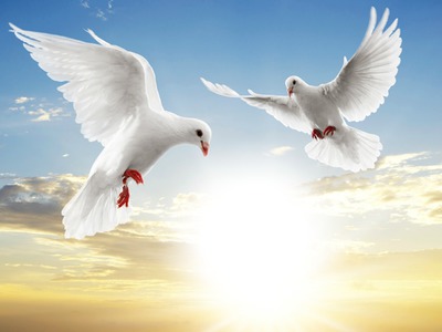 palomas blancas Fotomontaggio