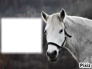 cheval blanc Fotomontasje