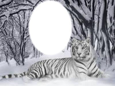 tigre blanco 1 foto Fotomontage
