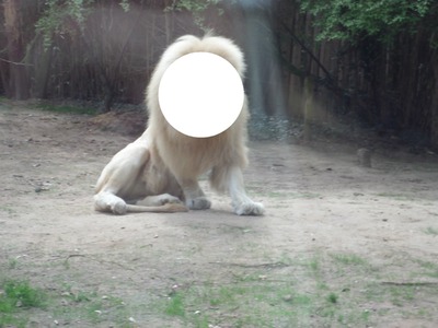 lion du zoo de la flèche♥♥♥ Fotomontáž