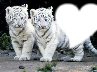 Mes tigres chéries Фотомонтажа