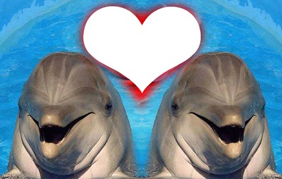 golfinho 1/1 Photo frame effect