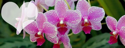 ORCHIDEES Fotomontage