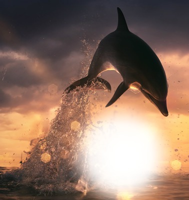 dolphin Fotomontaggio