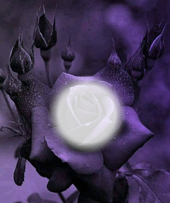 purple rose Photomontage