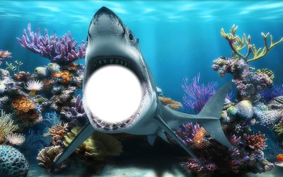 requin Fotomontagem