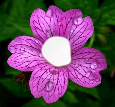 Bébé fleur Fotomontaggio