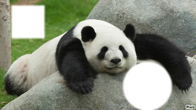 balavoine panda Fotomontaż