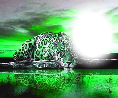 tigre fond vert Fotomontasje