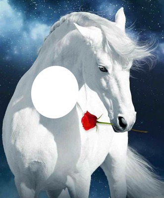 mi caballo blanco Fotomontagem