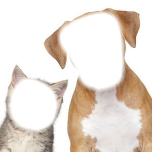 chien et chat Photo frame effect