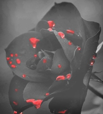 roses Fotomontaż