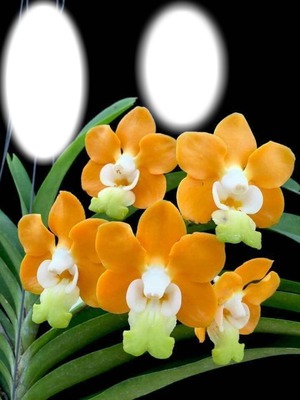 Orchidea Photo frame effect