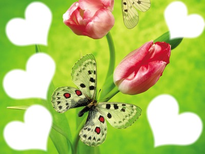 papillon Fotomontáž