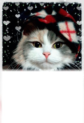 Cat Photo frame effect