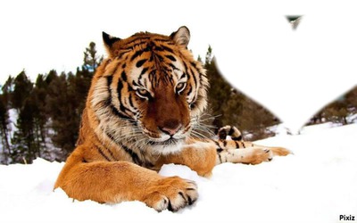 coeur et tigre Fotomontasje