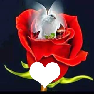 coeur a la rose Photomontage