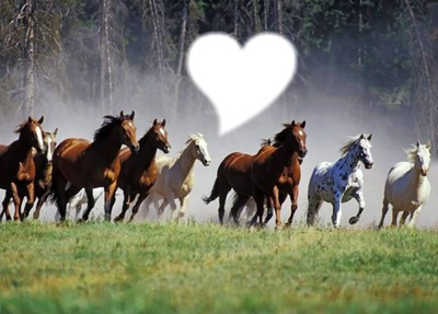 love chevaux Valokuvamontaasi