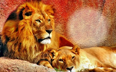 Lion Montaje fotografico