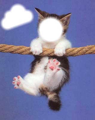 chaton rêveur Photomontage