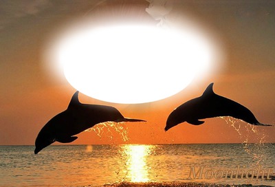 golfinhos Fotomontažas