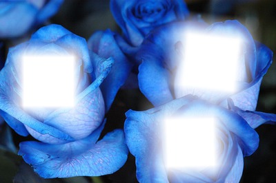 rose blu Fotomontaggio