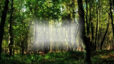 forêt Fotomontage