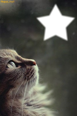 star cat Fotomontagem