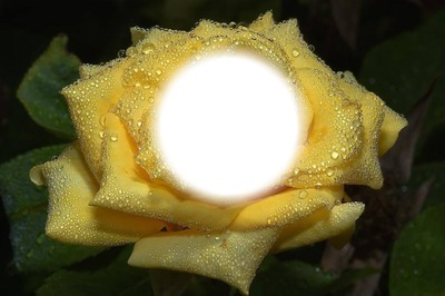 roses jaune Photomontage