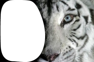 Tigre blanc Fotomontaż