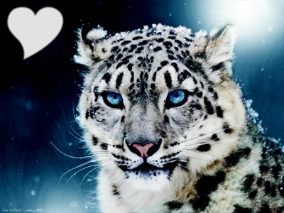 Tigre Blanc Fotomontáž