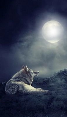la luna y el lobo Fotomontáž