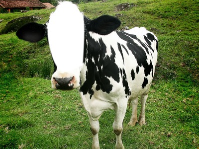 Cara da Vaca Fotomontagem