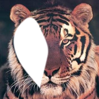visage du tigre Fotomontaggio