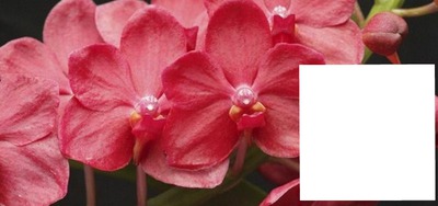 orchidées Φωτομοντάζ