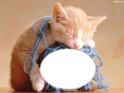chat et pelote de laine Montaje fotografico