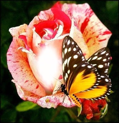 Rosa y mariposa Montaje fotografico