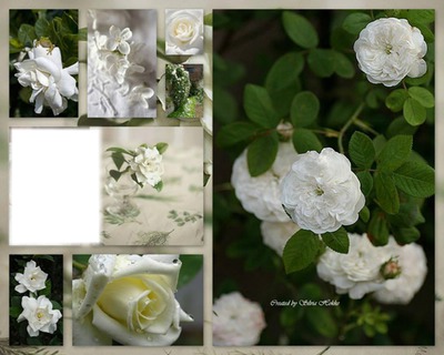 Les roses blanche Fotomontaža