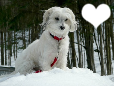 chien de mon coeur Photo frame effect