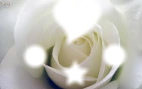 Rose blanche Fotomontaggio