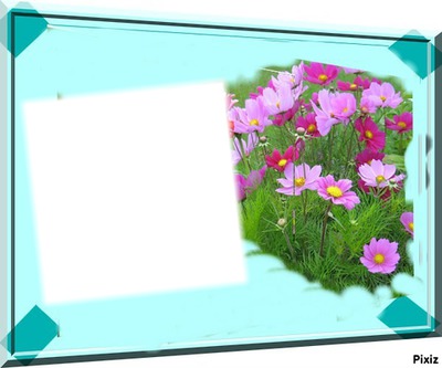 les cosmos Photo frame effect
