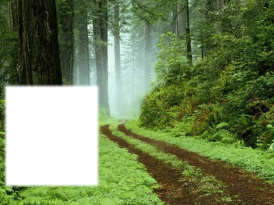 floresta Fotomontage