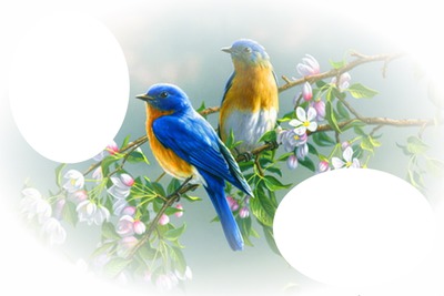 oiseau bleu et jaune Фотомонтажа