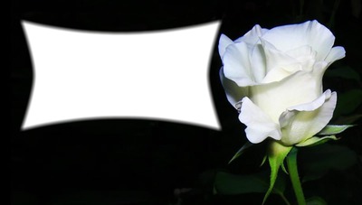 roses blanche Fotomontagem