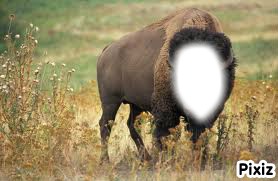 bison フォトモンタージュ