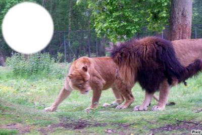 les lions Фотомонтаж