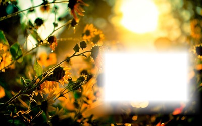 sun Photo frame effect