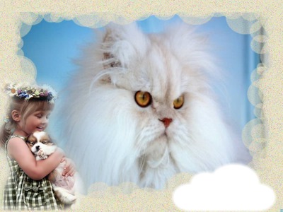 Chat Photomontage