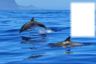 delfin Fotómontázs